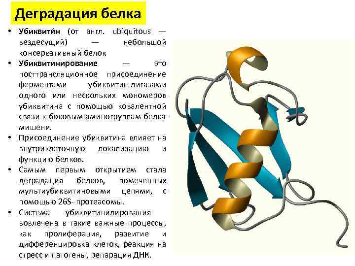 Деградация белка • Убиквити н (от англ. ubiquitous — вездесущий) — небольшой консервативный белок