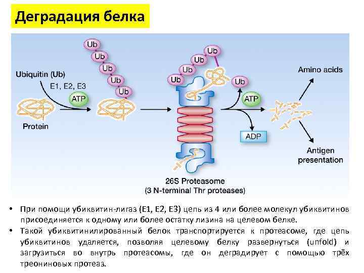 Деградация белка • При помощи убиквитин-лигаз (E 1, E 2, E 3) цепь из