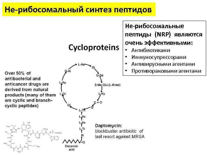 Не-рибосомальный синтез пептидов Не-рибосомальные пептиды (NRP) являются очень эффективными: • • Антибиотиками Иммуносупрессорами Антивирусными