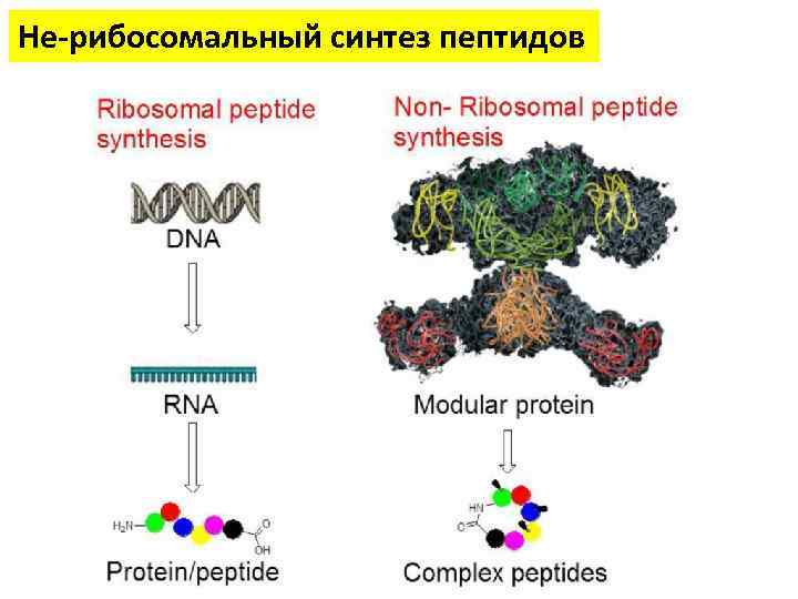 Не-рибосомальный синтез пептидов 