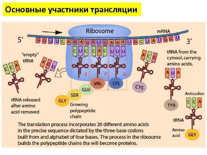 Основные участники трансляции 