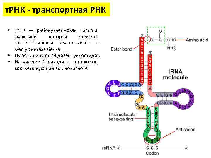 т. РНК - транспортная РНК • т. РНК — рибонуклеиновая кислота, функцией которой является