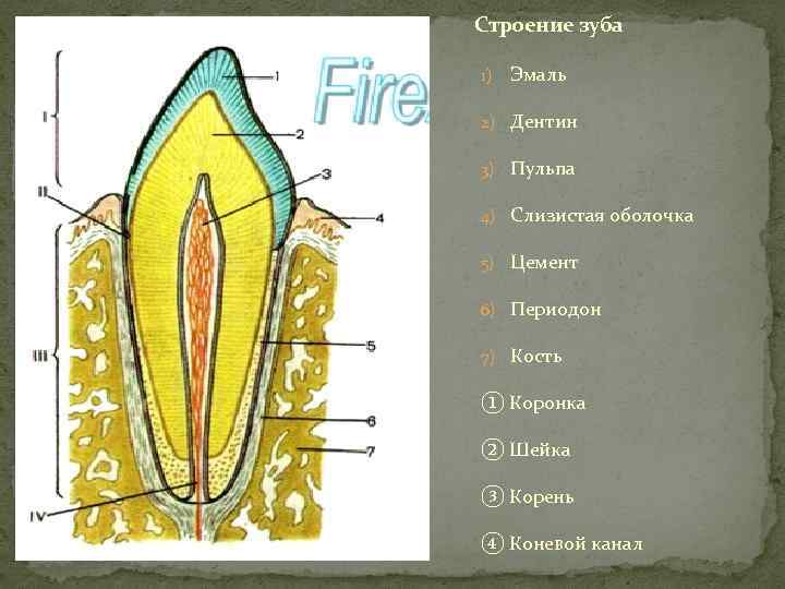 Строение зуба фото с описанием