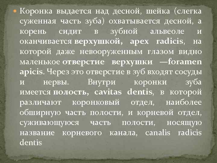  Коронка выдается над десной, шейка (слегка суженная часть зуба) охватывается десной, а корень