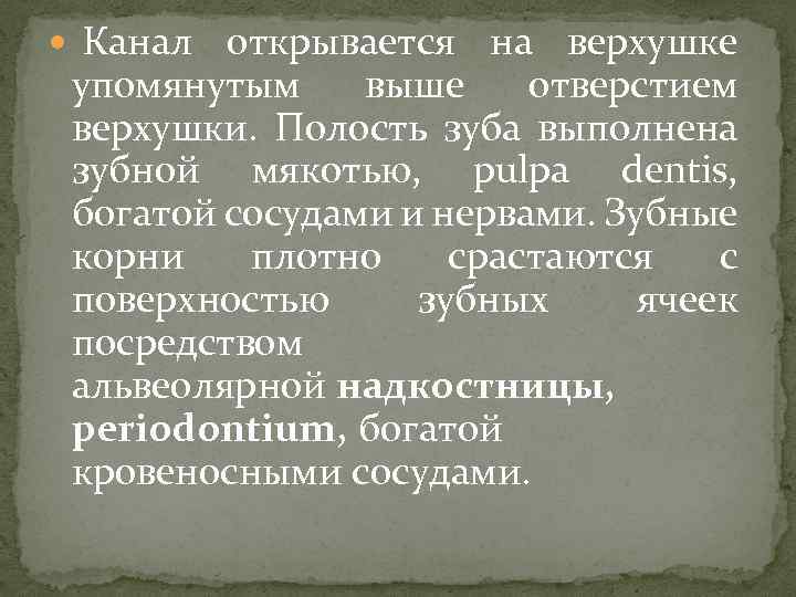  Канал открывается на верхушке упомянутым выше отверстием верхушки. Полость зуба выполнена зубной мякотью,