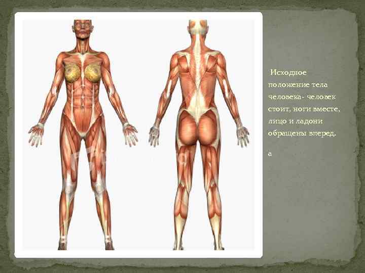  Исходное положение тела человека- человек стоит, ноги вместе, лицо и ладони обращены вперед.
