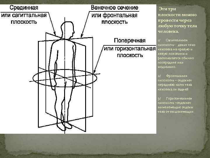 Эти три плоскости можно провести через любую точку тела человека. 1/ Сагиттальная плоскость- делит