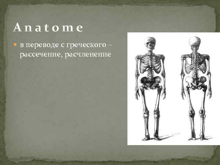 Anatome в переводе с греческого – рассечение, расчленение 