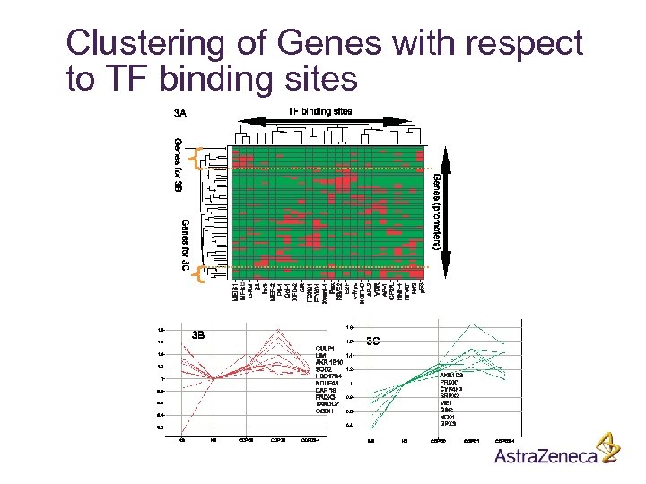 Clustering of Genes with respect to TF binding sites 