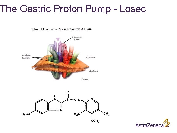 The Gastric Proton Pump - Losec 