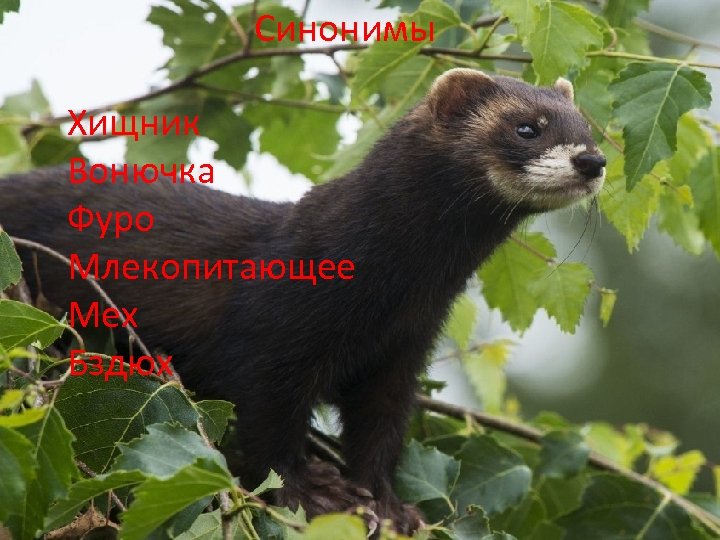 Синонимы Хищник Вонючка Фуро Млекопитающее Мех Бздюх 