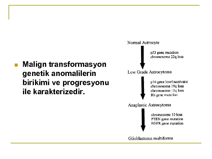 n Malign transformasyon genetik anomalilerin birikimi ve progresyonu ile karakterizedir. 