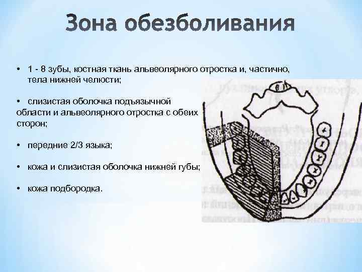  • 1 - 8 зубы, костная ткань альвеолярного отростка и, частично, тела нижней