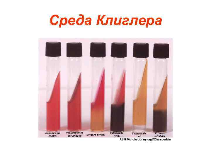 Среда Клиглера 