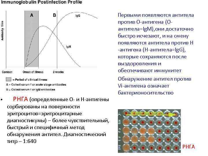  Первыми появляются антитела • РНГА (определенные О- и Н-антигены сорбированы на поверхности эритроцитов=эритроцитарные