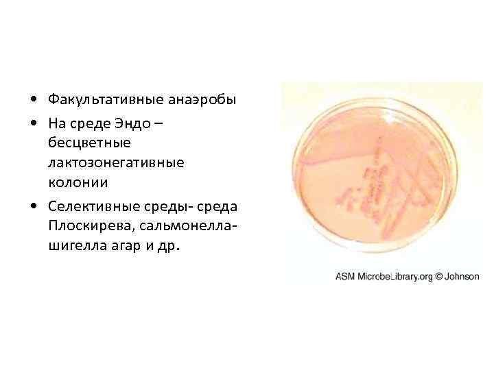  • Факультативные анаэробы • На среде Эндо – бесцветные лактозонегативные колонии • Селективные