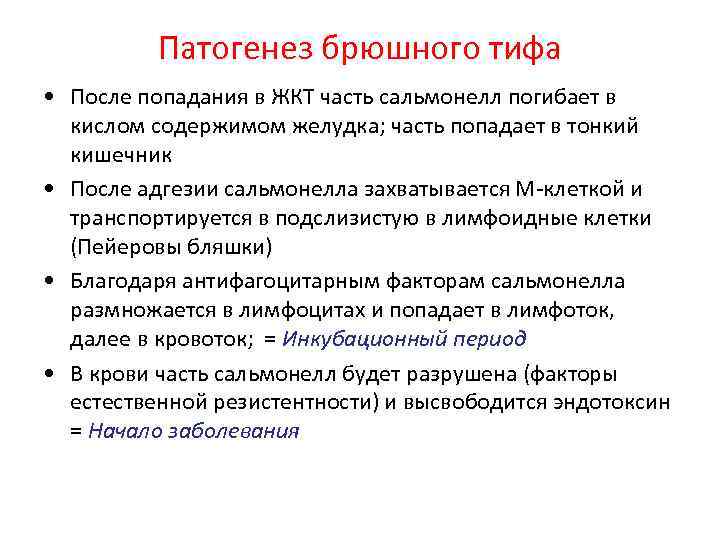 Патогенез брюшного тифа • После попадания в ЖКТ часть сальмонелл погибает в кислом содержимом