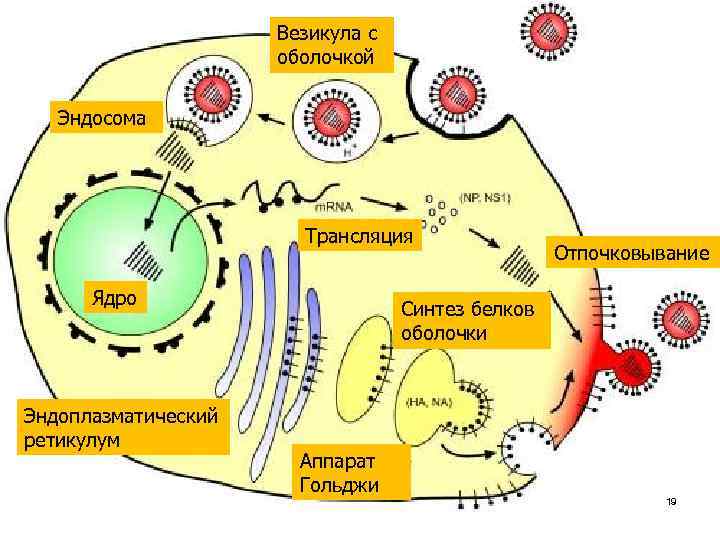 Везикула с оболочкой Эндосома Трансляция Ядро Эндоплазматический ретикулум Отпочковывание Синтез белков оболочки Аппарат Гольджи