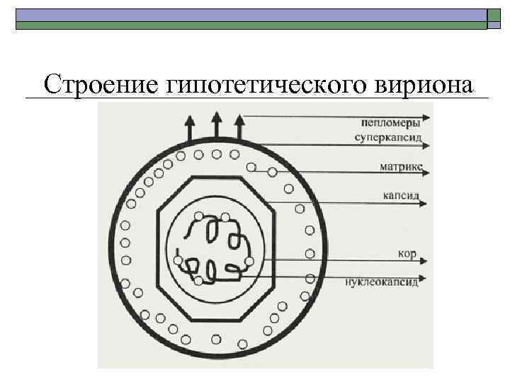 Строение гипотетического вириона 