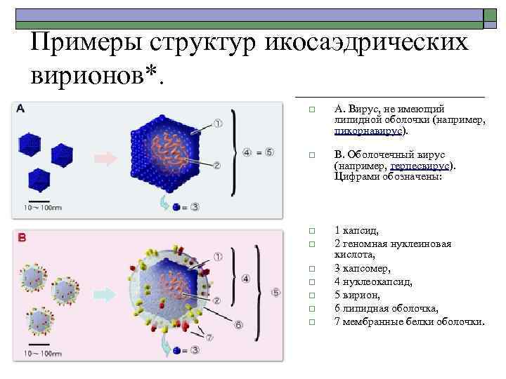 Примеры структур икосаэдрических вирионов*. o А. Вирус, не имеющий липидной оболочки (например, пикорнавирус). o