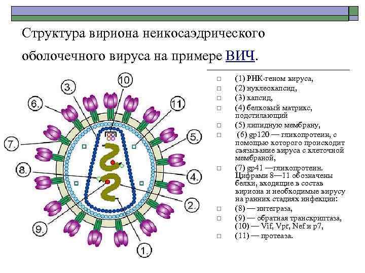 Рисунки различных форм вирионов