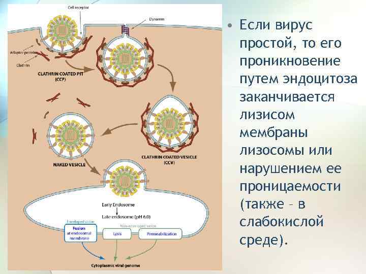 Схема взаимодействия вируса с клеткой 3 этапа