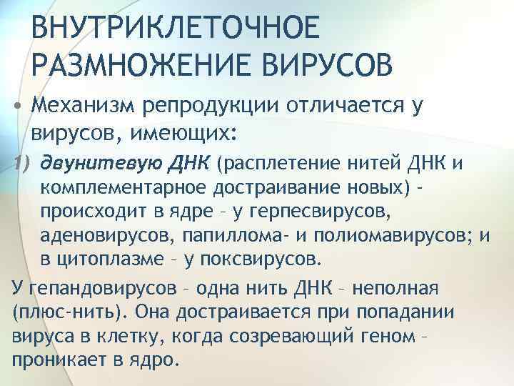 ВНУТРИКЛЕТОЧНОЕ РАЗМНОЖЕНИЕ ВИРУСОВ • Механизм репродукции отличается у вирусов, имеющих: 1) двунитевую ДНК (расплетение