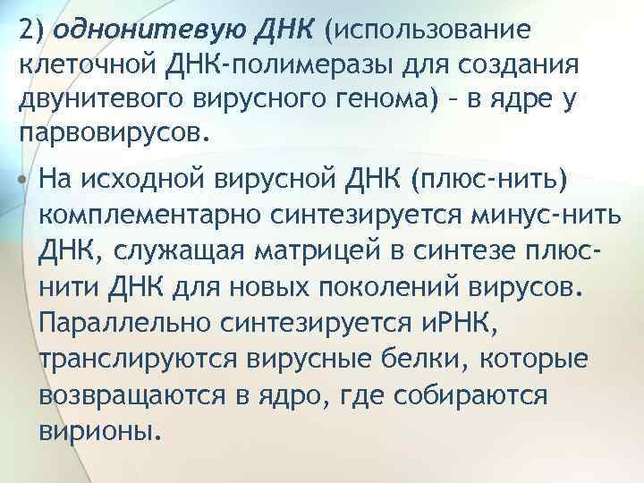 2) однонитевую ДНК (использование клеточной ДНК-полимеразы для создания двунитевого вирусного генома) – в ядре