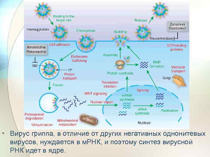  • Вирус гриппа, в отличие от других негативных однонитевых вирусов, нуждается в м.
