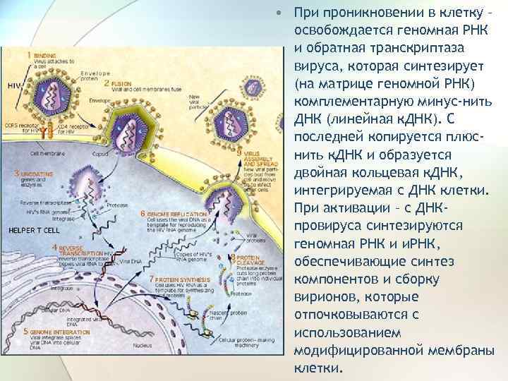  • При проникновении в клетку – освобождается геномная РНК и обратная транскриптаза вируса,