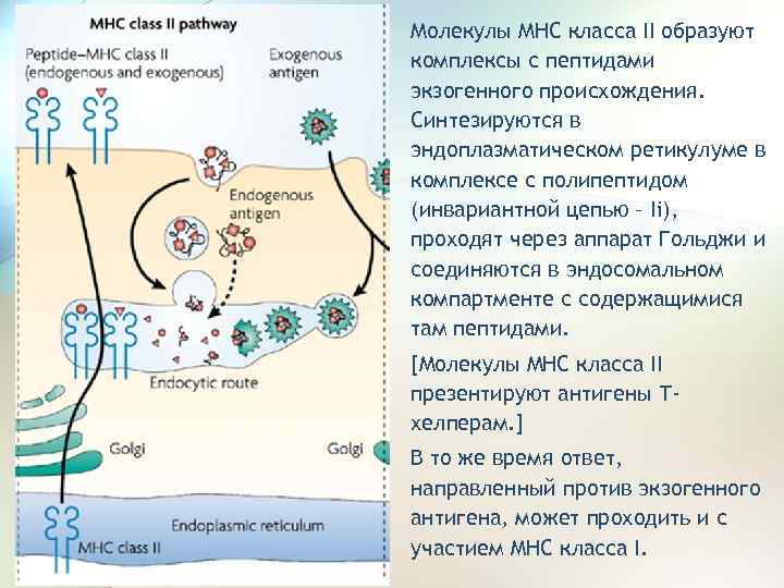  • Молекулы МНС класса II образуют комплексы с пептидами экзогенного происхождения. Синтезируются в