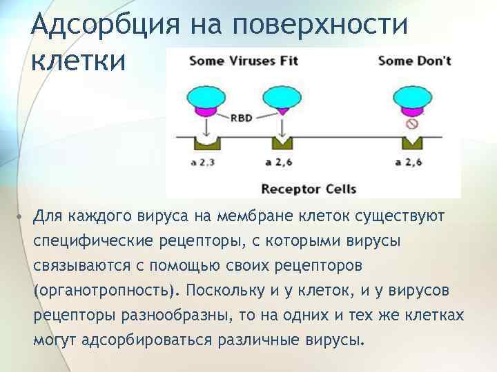 Адсорбция на поверхности клетки • Для каждого вируса на мембране клеток существуют специфические рецепторы,