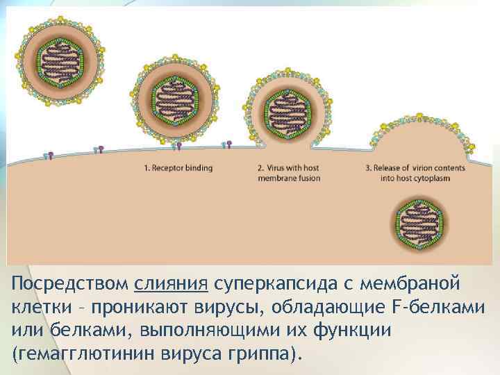 Посредством слияния суперкапсида с мембраной клетки – проникают вирусы, обладающие F-белками или белками, выполняющими