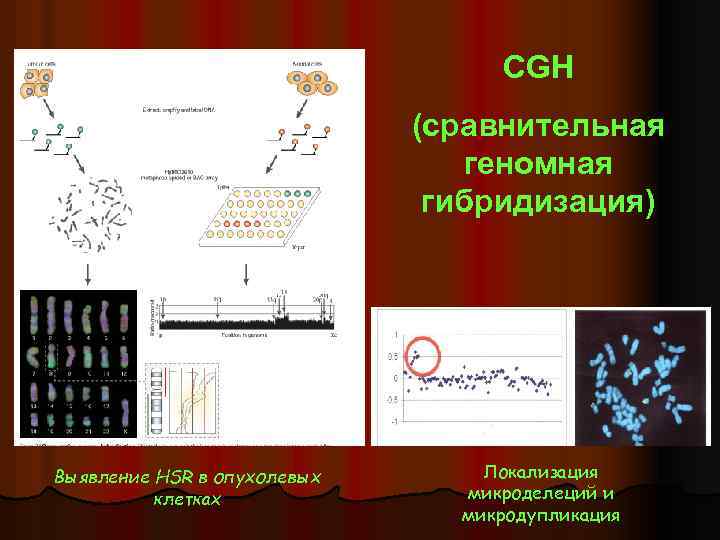 CGH (сравнительная геномная гибридизация) Выявление HSR в опухолевых клетках Локализация микроделеций и микродупликация 