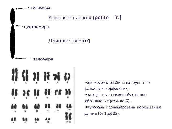 Плечи хромосом. Обозначение короткого плеча хромосомы. Символы кариотипа. Q длинное плечо хромосомы. Обозначение длинного плеча хромосомы.