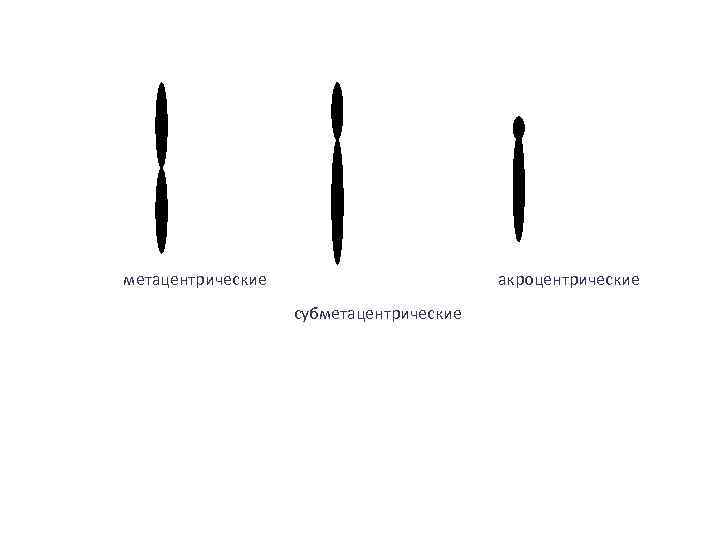 метацентрические акроцентрические субметацентрические 