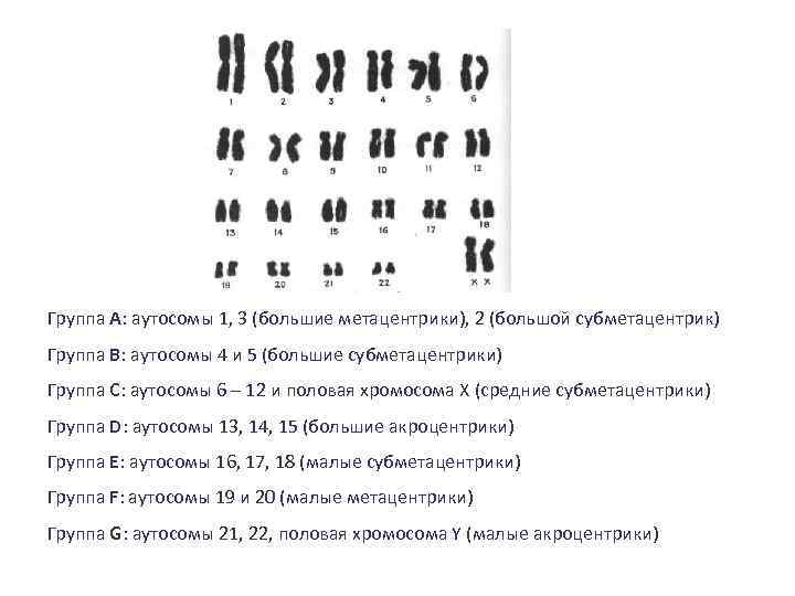 Группы хромосом