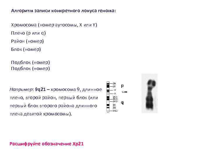 Алгоритм записи конкретного локуса генома: Хромосома (номер аутосомы, X или Y) Плечо (p или