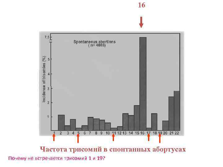 16 Частота трисомий в спонтанных абортусах Почему не встречается трисомий 1 и 19? 