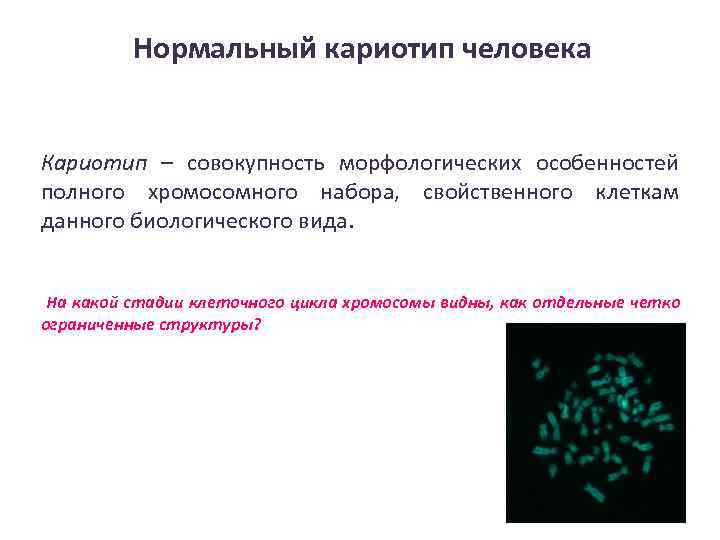 Нормальный кариотип человека Кариотип – совокупность морфологических особенностей полного хромосомного набора, свойственного клеткам данного