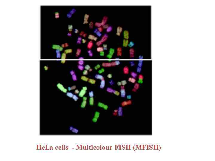 He. La cells - Multicolour FISH (MFISH) 