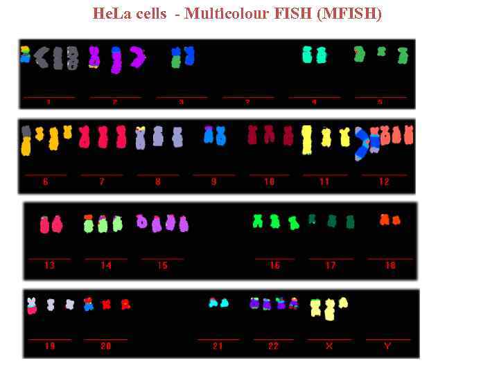 He. La cells - Multicolour FISH (MFISH) 