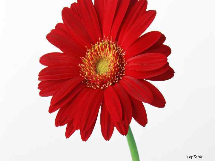 Гербера 