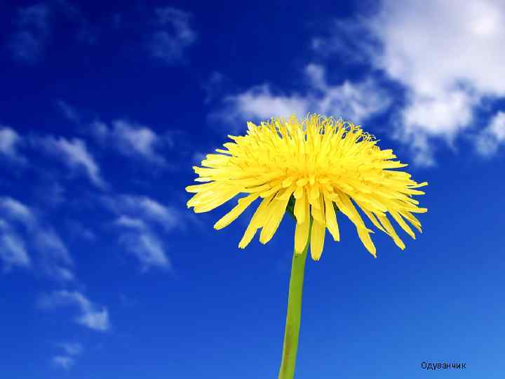 Одуванчик 