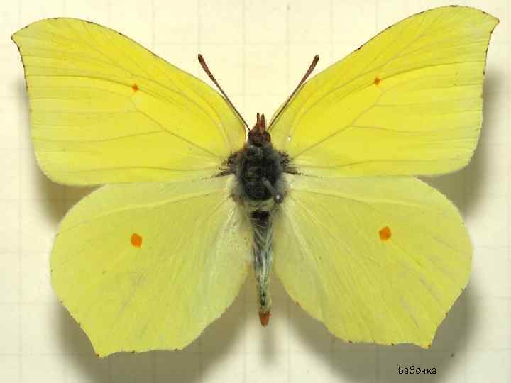 Бабочка 
