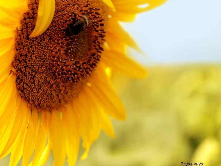 Подсолнух 