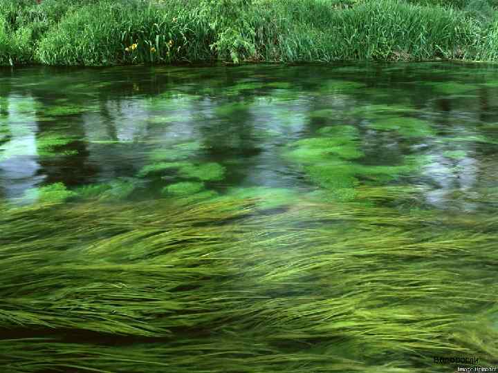 Водоросли 