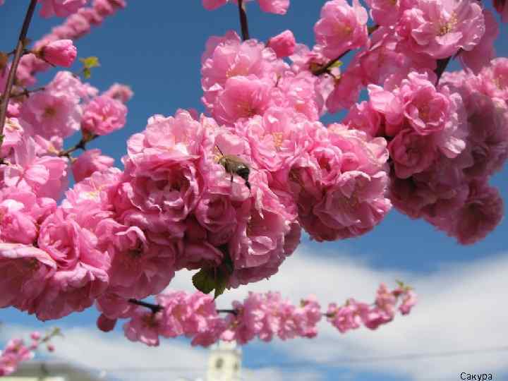 Сакура 