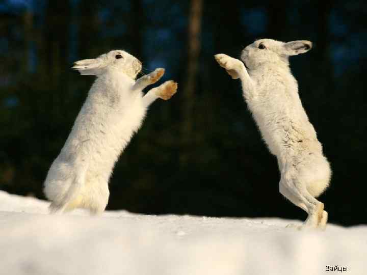 Зайцы 