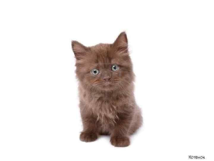 Котенок 